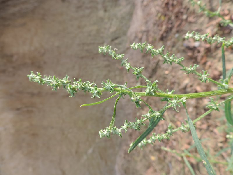 Grassleaf Orache photo 4
