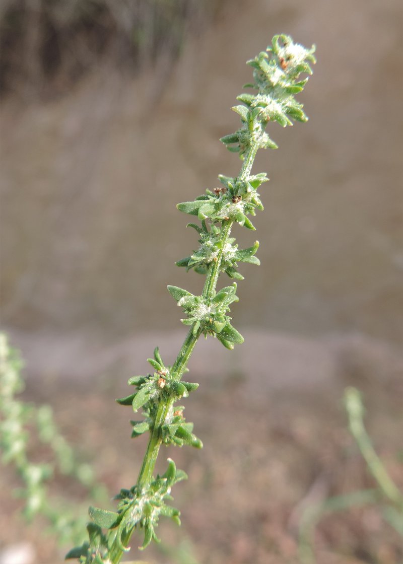 Grassleaf Orache photo 5