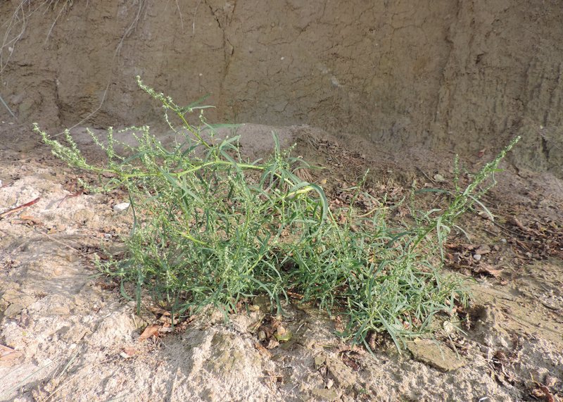 Grassleaf Orache photo 6