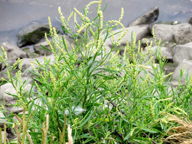 Grassleaf Orache
