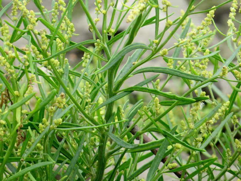 Grassleaf Orache photo 7