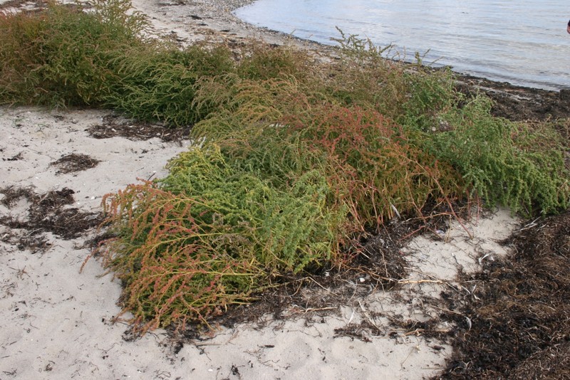 Grassleaf Orache photo 8
