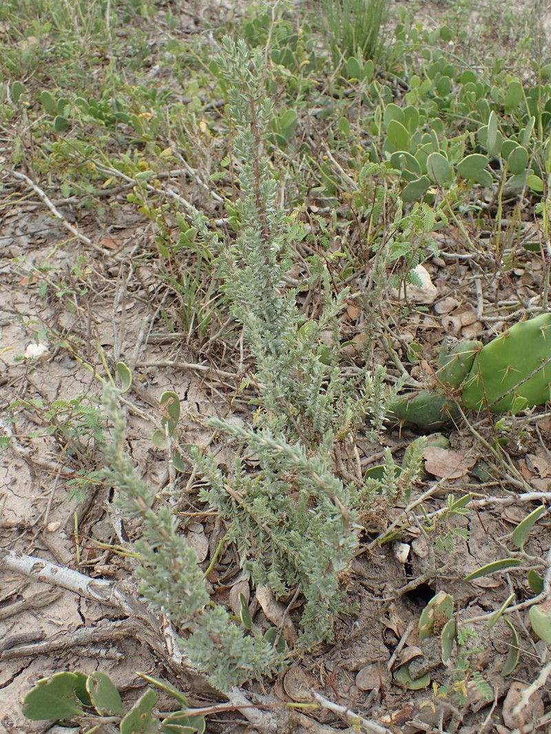 Matamoros Saltbush