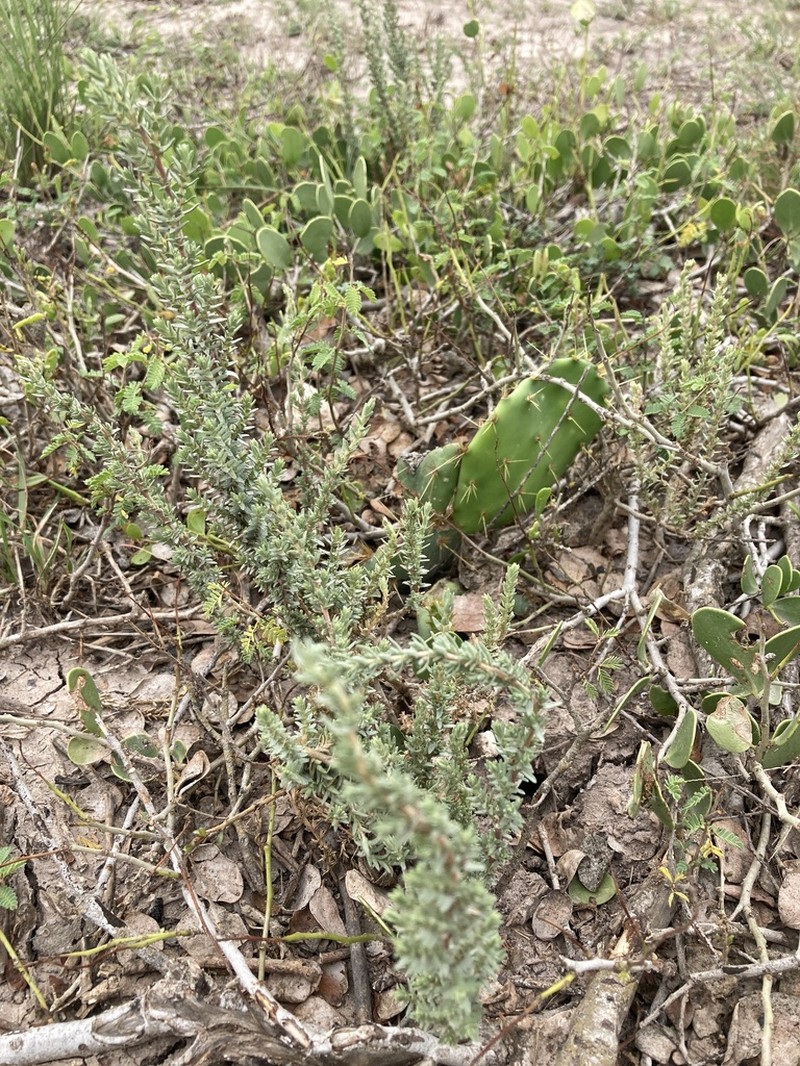 Matamoros Saltbush photo 2