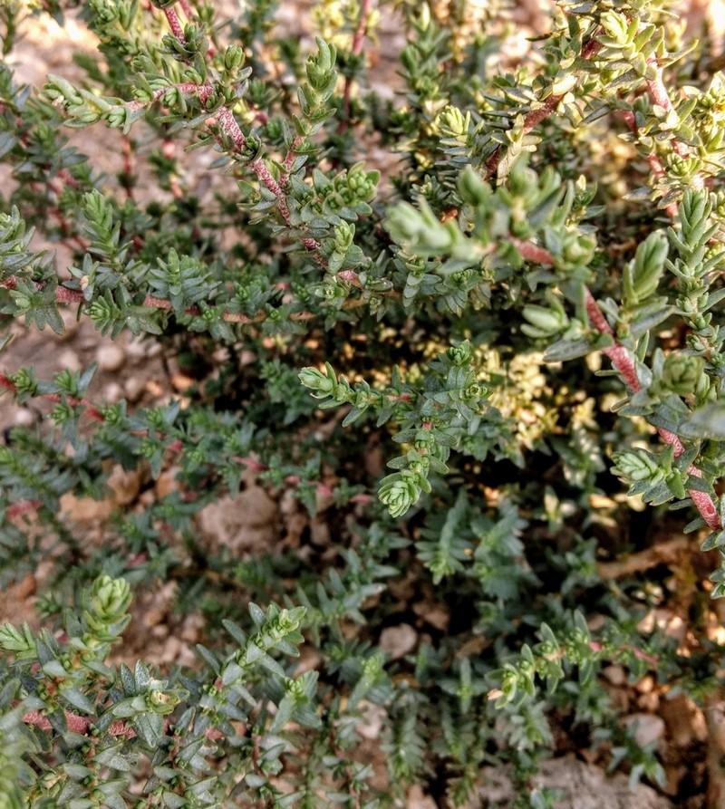 Matamoros Saltbush photo 3