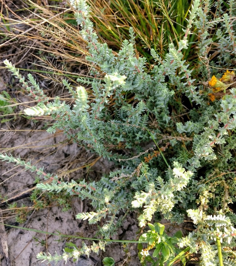 Matamoros Saltbush photo 4