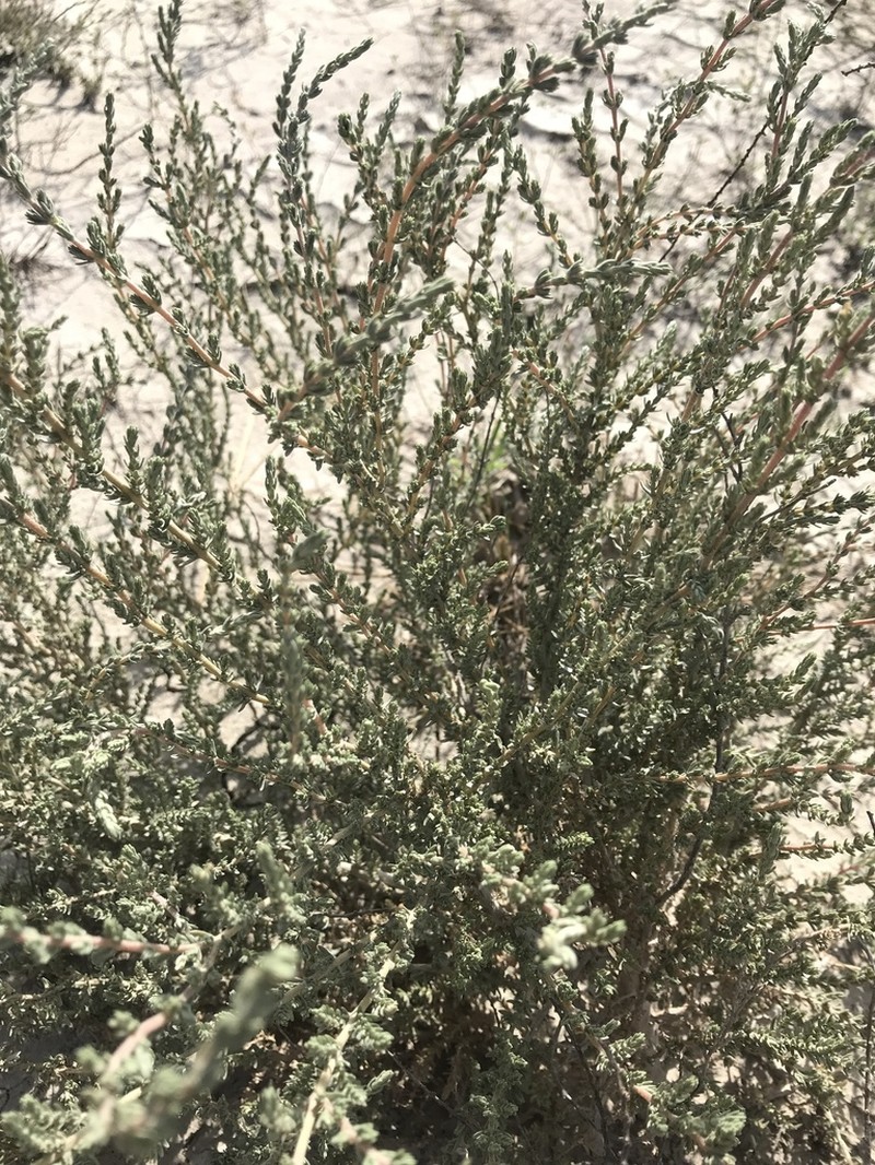Matamoros Saltbush photo 5