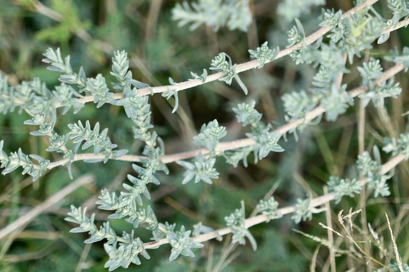 Matamoros Saltbush photo 6