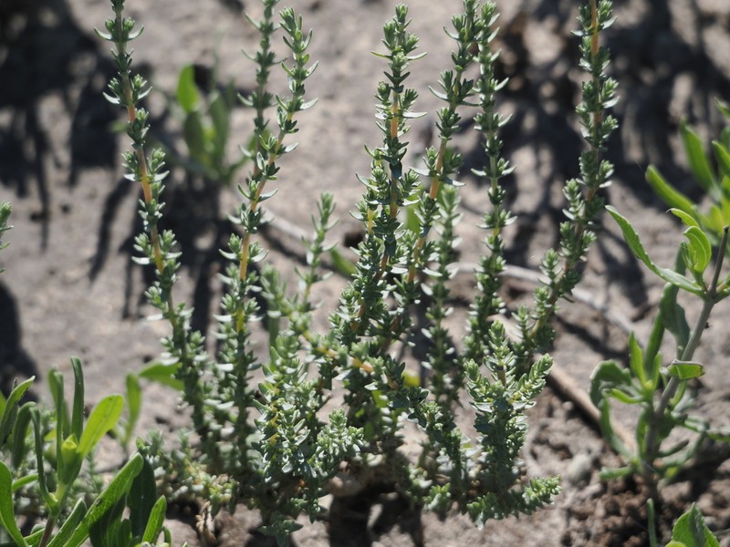 Matamoros Saltbush photo 7
