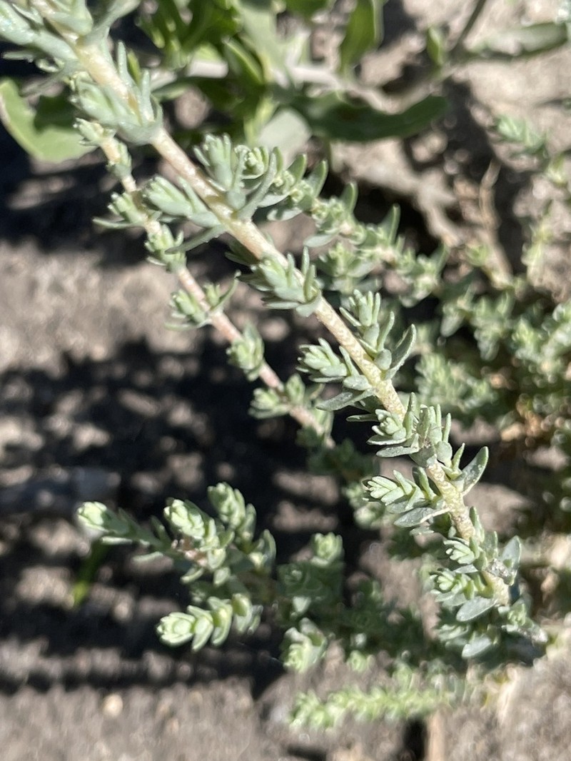 Matamoros Saltbush photo 8