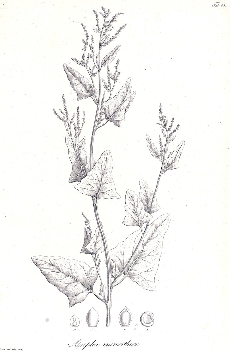 Twoscale Saltbush