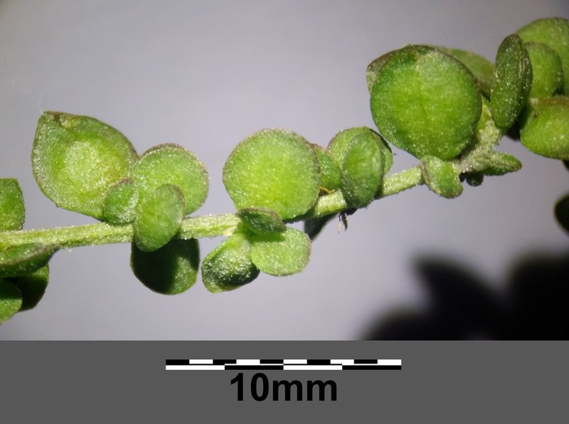 Twoscale Saltbush photo 3