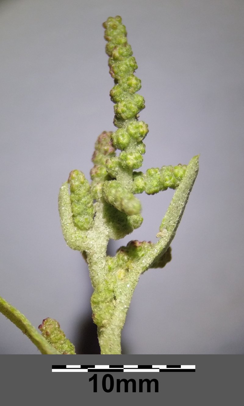 Twoscale Saltbush photo 5