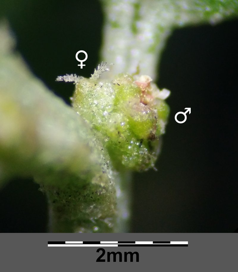 Twoscale Saltbush photo 6
