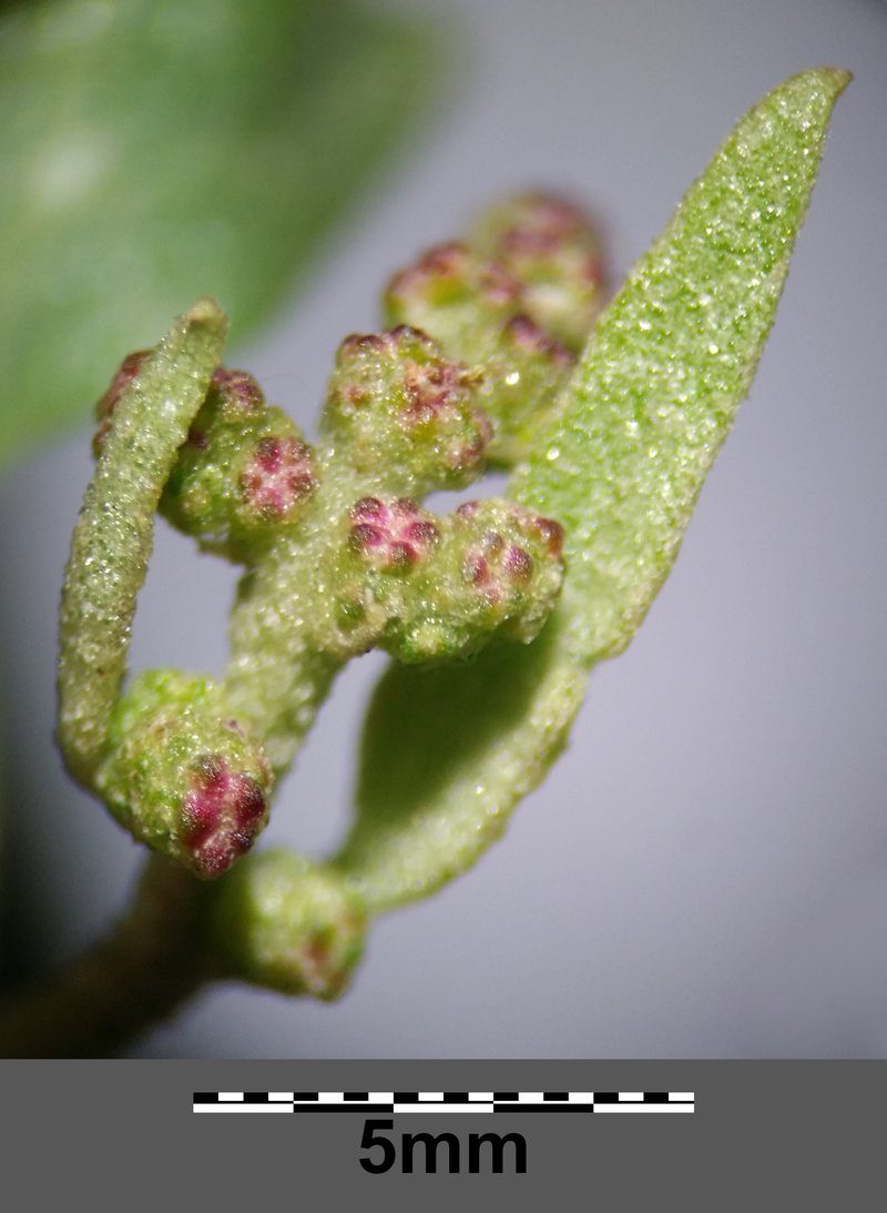 Twoscale Saltbush photo 7