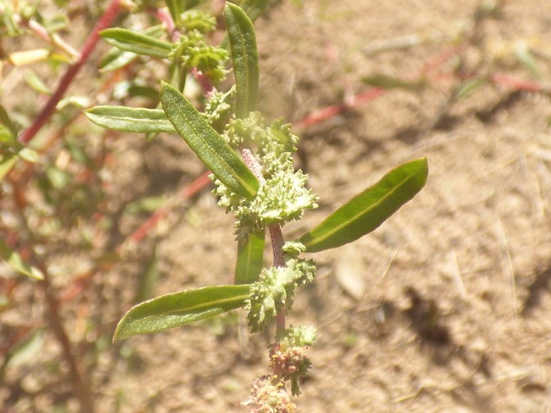 Robust Saltbush