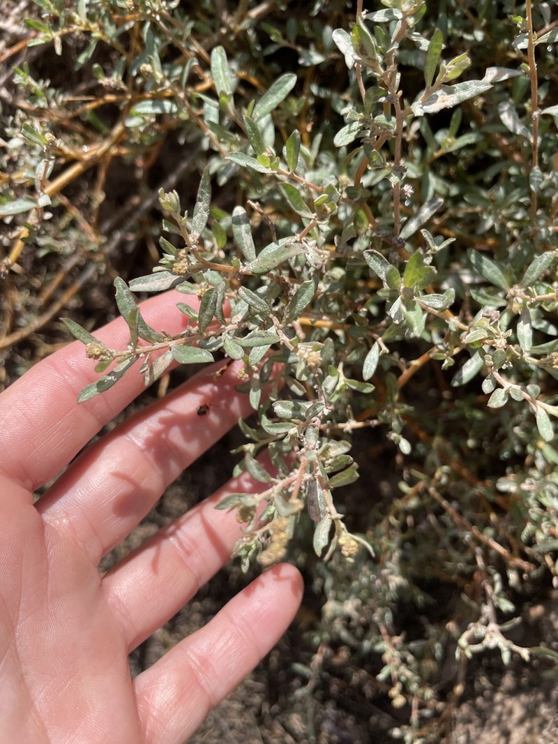Robust Saltbush photo 2
