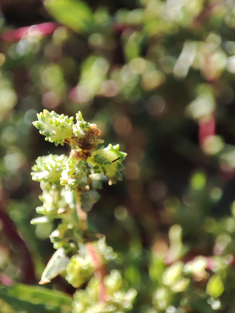 Robust Saltbush photo 3