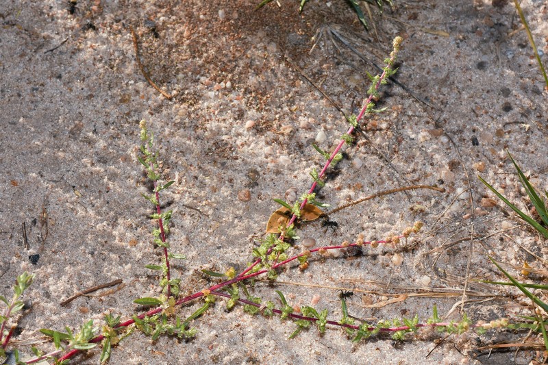 Robust Saltbush photo 4