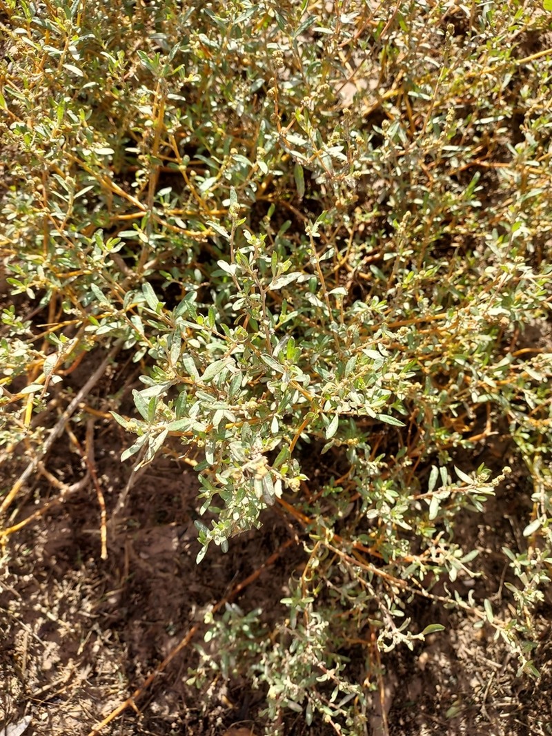 Robust Saltbush photo 5