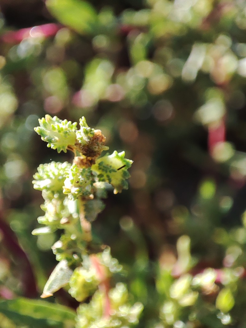 Robust Saltbush photo 6
