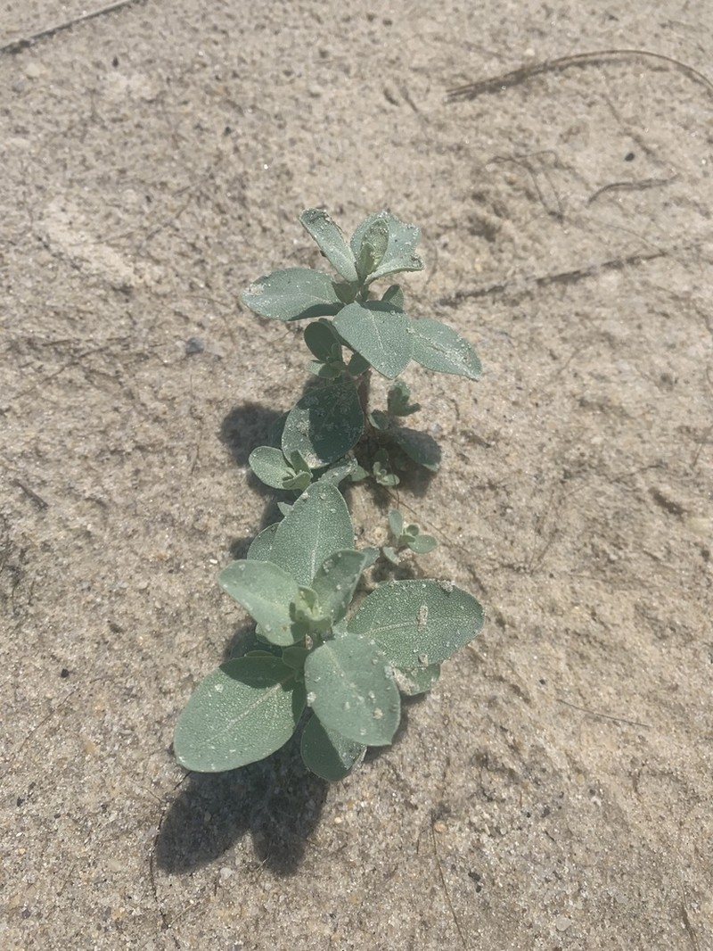 Atriplex mucronata photo 2