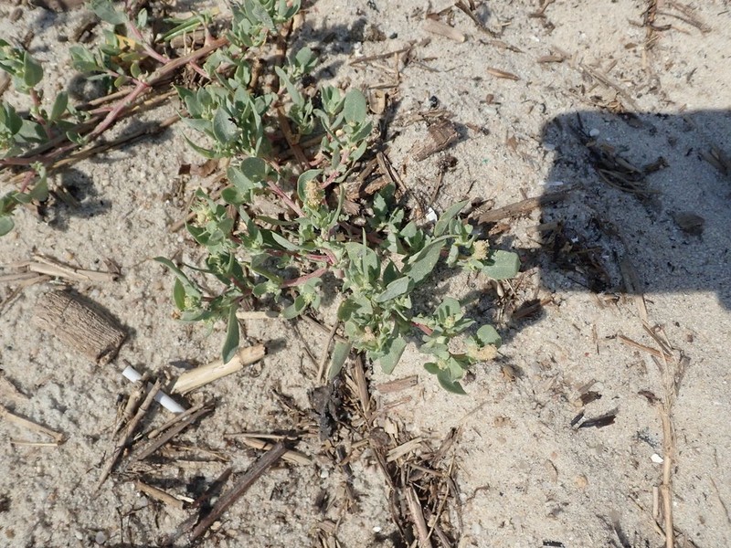 Atriplex mucronata photo 3
