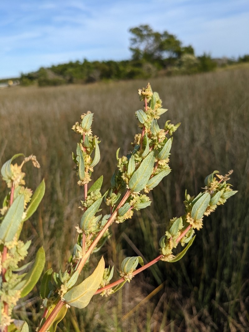 Atriplex mucronata photo 4