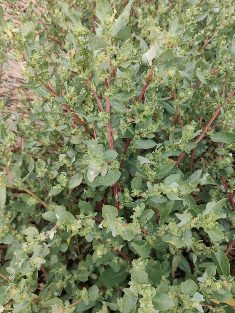Atriplex mucronata photo 5