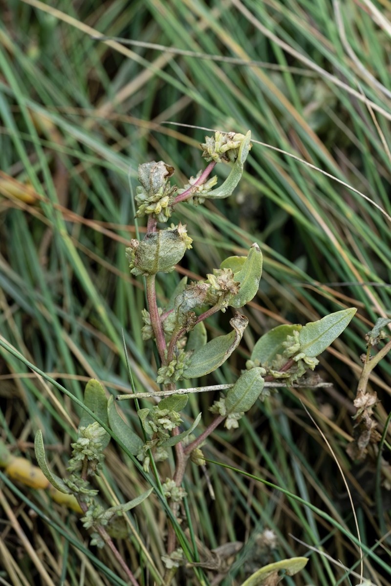 Atriplex mucronata photo 6