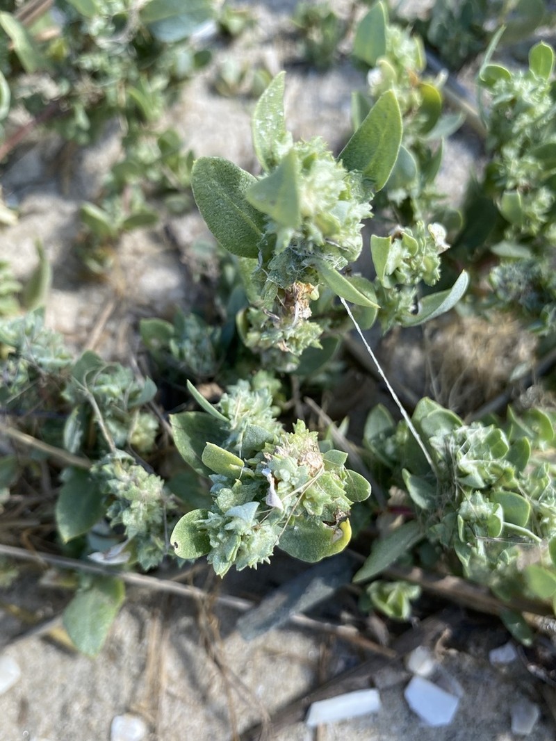 Atriplex mucronata photo 7