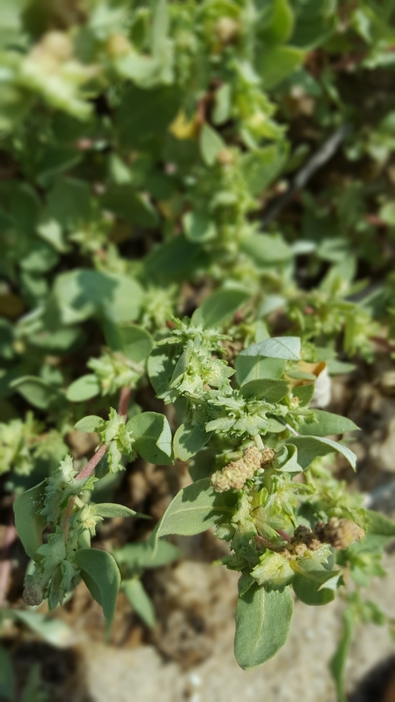 Atriplex mucronata photo 8