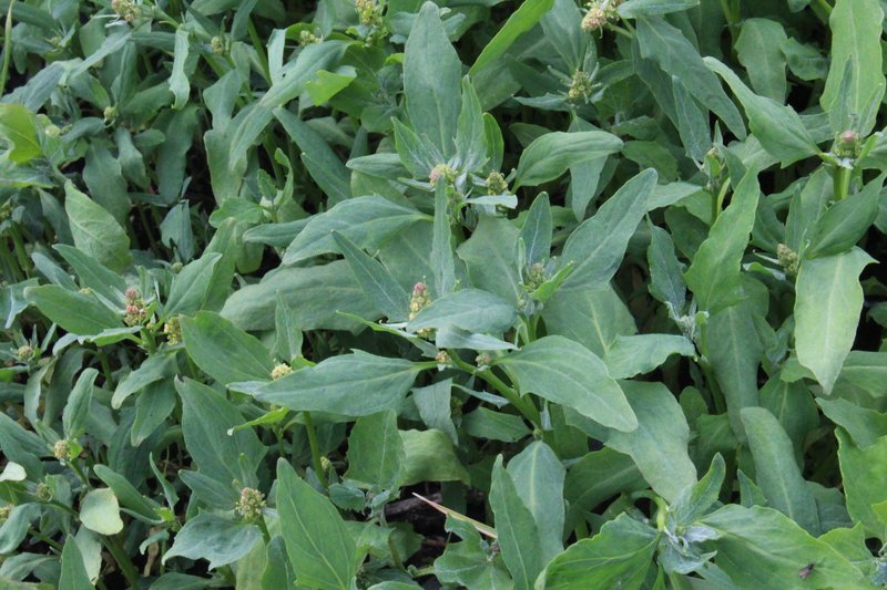 Baltic Saltbush