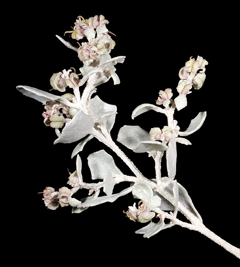 Bluegreen Saltbush photo 2