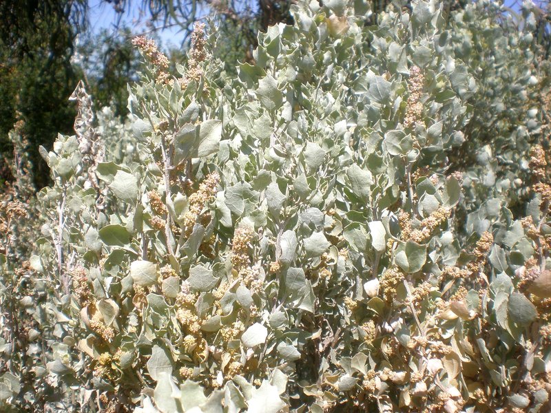 Bluegreen Saltbush photo 3