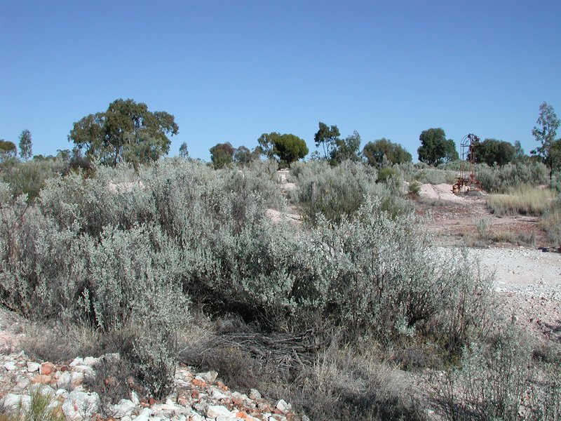 Bluegreen Saltbush