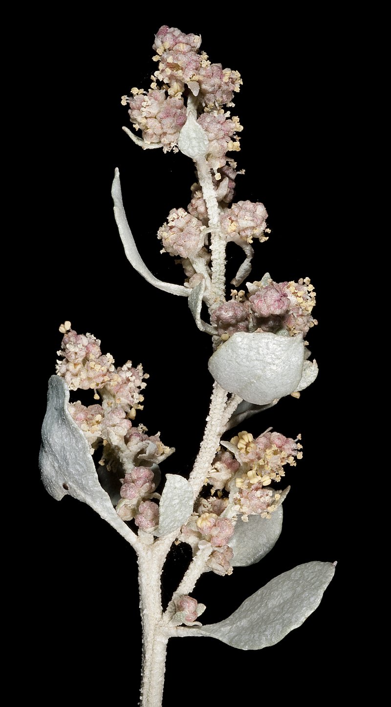 Bluegreen Saltbush photo 4