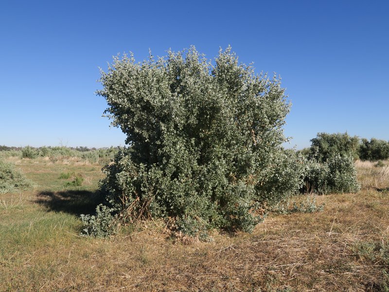 Bluegreen Saltbush photo 5