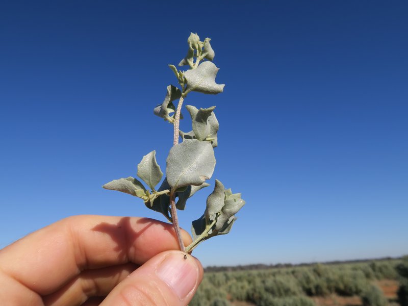 Bluegreen Saltbush photo 6