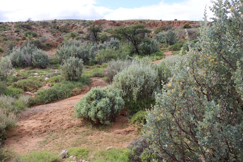Atriplex nummularia subsp. nummularia