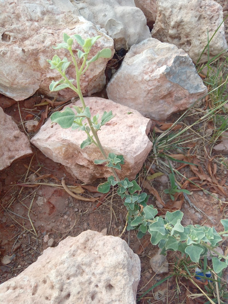 Atriplex nummularia subsp. nummularia photo 2