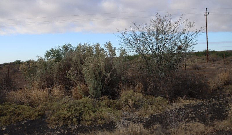 Atriplex nummularia subsp. nummularia photo 3