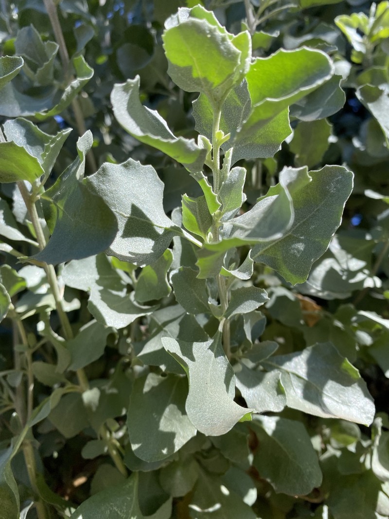Atriplex nummularia subsp. nummularia photo 4