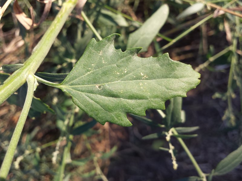 Oblongleaf Orache photo 4