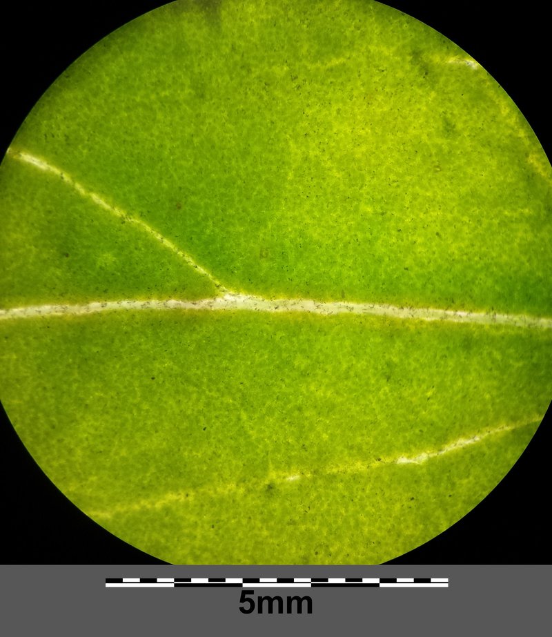 Oblongleaf Orache photo 5
