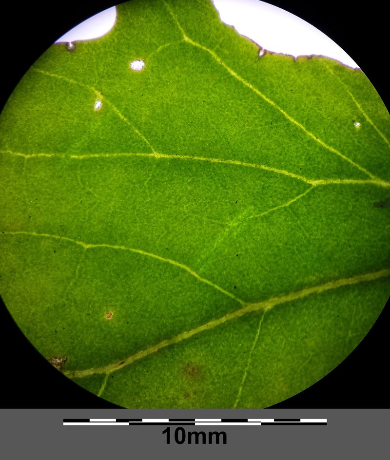 Oblongleaf Orache photo 6