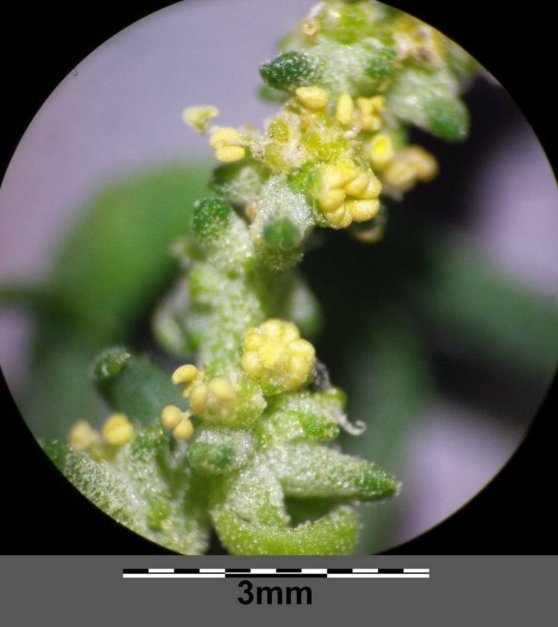 Oblongleaf Orache photo 8
