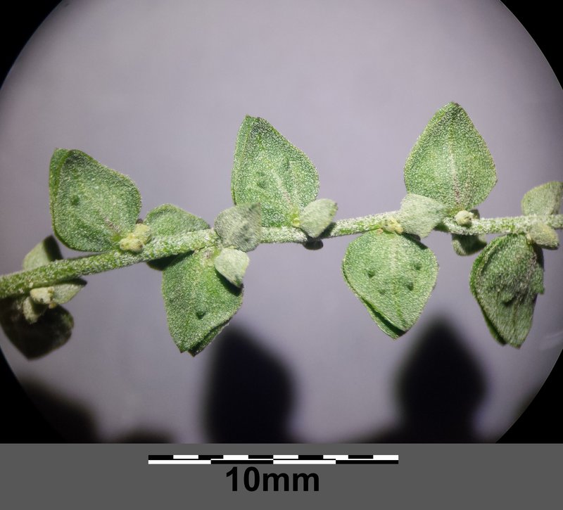 Oblongleaf Orache photo 9