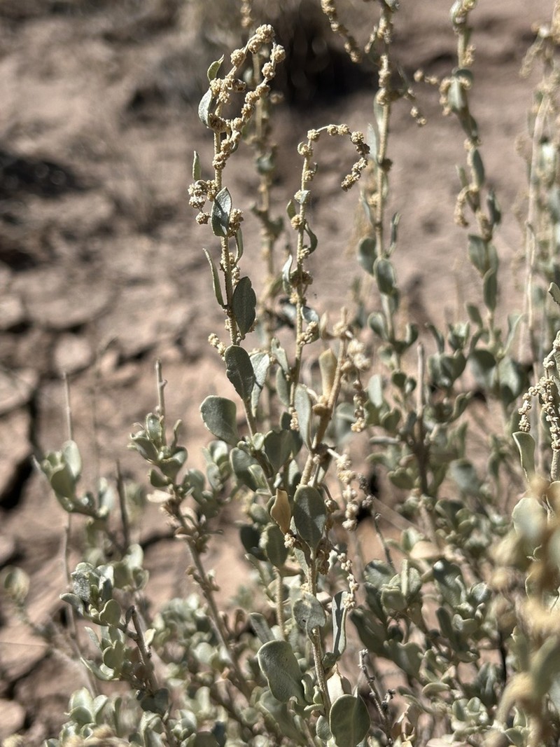Mound Saltbush