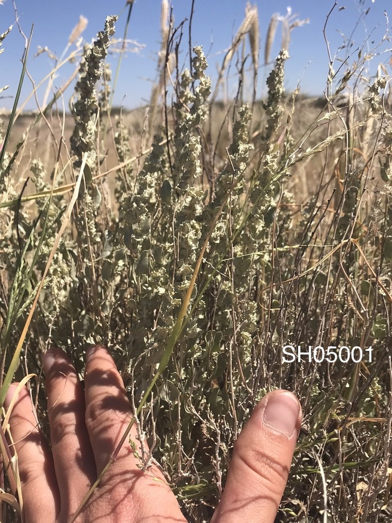 Mound Saltbush photo 2